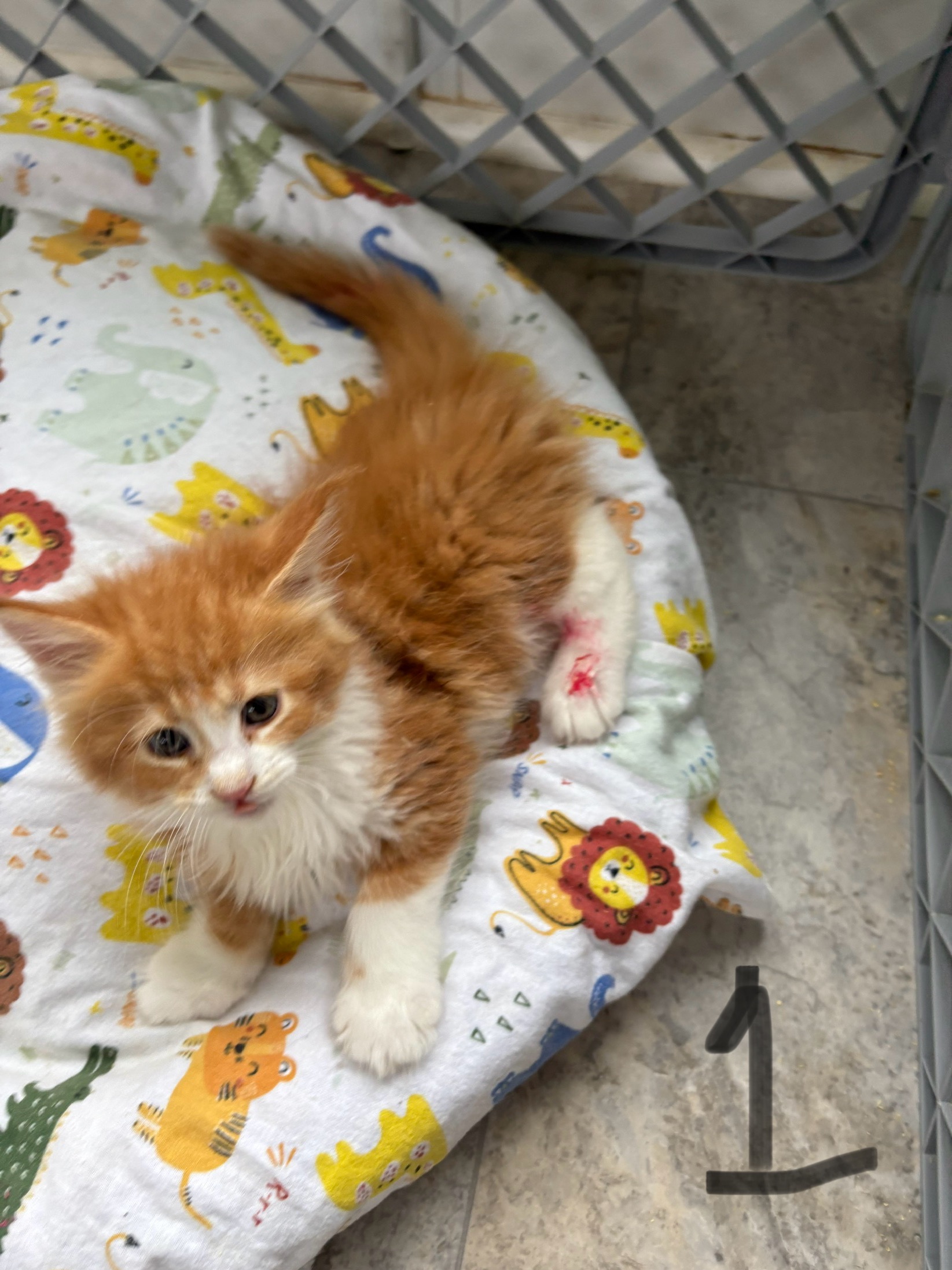 Delight's Kittens - VA Coon Kittens